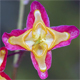 Epimedium alpinum