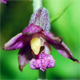 Epipactis atrorubens