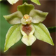 Epipactis autumnalis