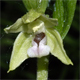 Epipactis bugacensis b.
