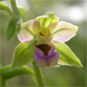 Epipactis distans