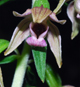 Epipactis leptochila n.