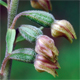 Epipactis microphylla