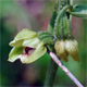 Epipactis muelleri