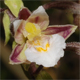 Epipactis palustris