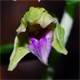 Epipactis thesaurensis