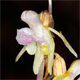 Epipogium aphyllum