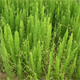 Equisetum arvense