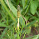 Equisetum palustre