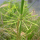 Equisetum ramosissimum
