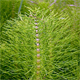 Equisetum telmateia
