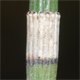 Equisetum xmoorei