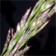 Eragrostis barrelieri