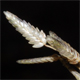 Eragrostis cilianensis