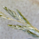 Eragrostis curvula