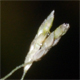 Eragrostis mexicana