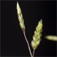 Eragrostis minor