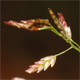 Eragrostis pectinacea
