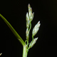 Eragrostis pilosa