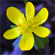 Eranthis hyemalis