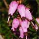 Erica carnea