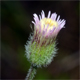 Erigeron acris a.