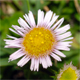 Erigeron alpinus