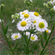 Erigeron annuus