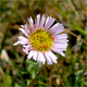 Erigeron glabratus