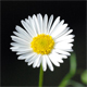 Erigeron karvinskianus