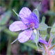 Erodium ciconium