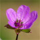 Erodium cicutarium