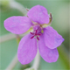 Erodium malacoides