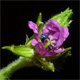 Erodium moschatum
