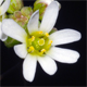 Draba verna