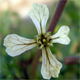 Eruca vesicaria