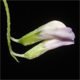 Ervum gracile