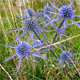 Eryngium amethystinum