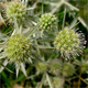Eryngium campestre