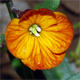 Erysimum cheiri
