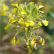 Erysimum rhaeticum