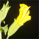Erythranthe guttata