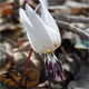 Erythronium dens-canis