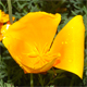 Eschscholzia californica