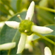 Euonymus europaeus