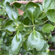 Euonymus japonicus