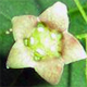 Euonymus latifolius