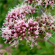 Eupatorium cannabinum