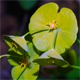 Euphorbia amygdaloides