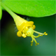Euphorbia carniolica